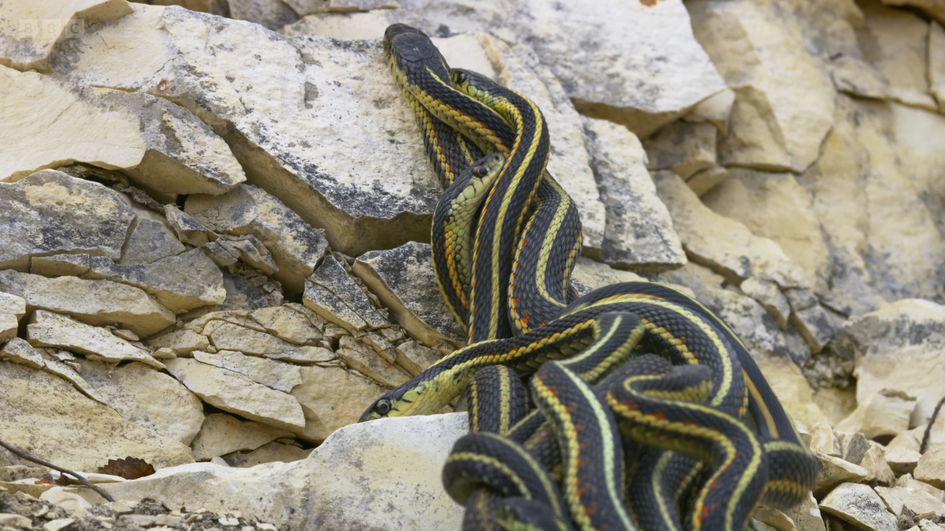 Red-sided garter snake (Thamnophis sirtalis parietalis) as shown in A Perfect Planet - The Sun